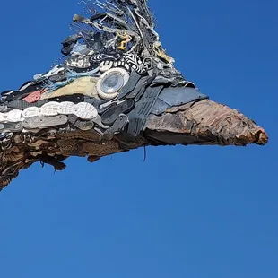 Close-Up of the Roadrunner  11-20-2022