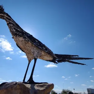Roadrunner  11-20-2022