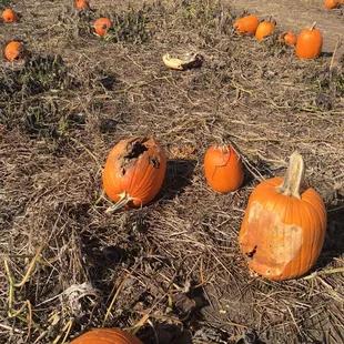 A lot of dead pumpkins when we arrived