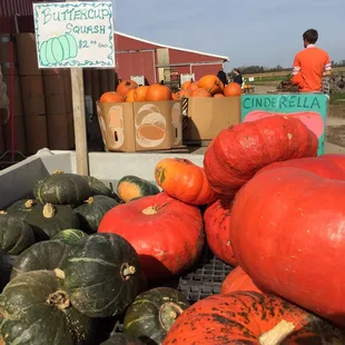 pumpkins and squash