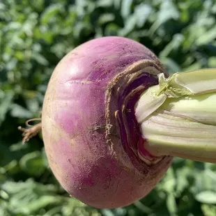 a turnip with a green stalk
