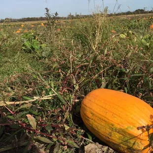 a pumpkin in a field