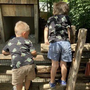 Cousins looking at the pigs