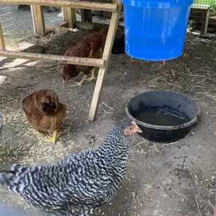 Chickens on the farm
