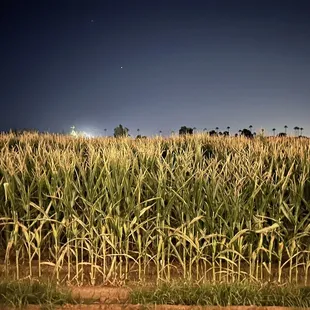Corn Maze