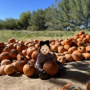 Pumpkin patch