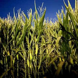 inside the corn maze