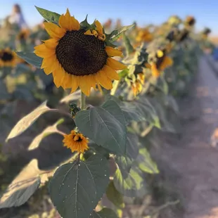 Sunflower field