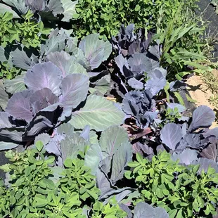 You pick garden 3/26/23