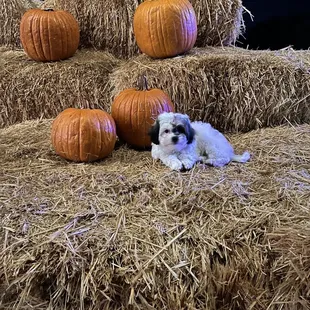 Our puppy&apos;s first pumpkin patch