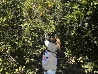The Orange Grove