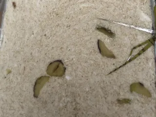 Sigmone's Acropolis Meats & Deli