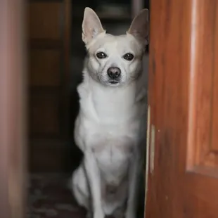 Pet Photography - Nimbus