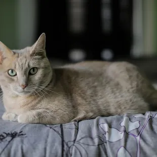 Pet Photography - Johnny Cash the Cat