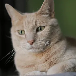 Pet Photography - Johnny Cash the Cat