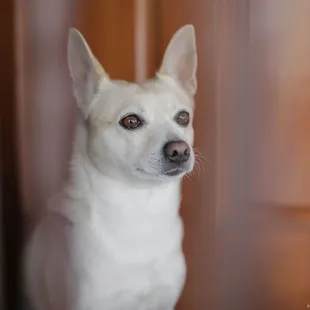 Pet Photography - Nimbus