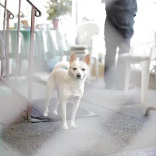 Pet Photography - Nimbus