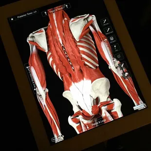 Chiropractors are the primary care physicians specializing in musculoskeletal conditions. Our incredible anatomy.