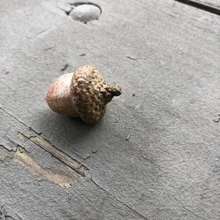 acorn is on the picnic table