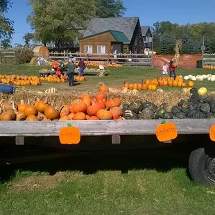 Pumpkin Farm!