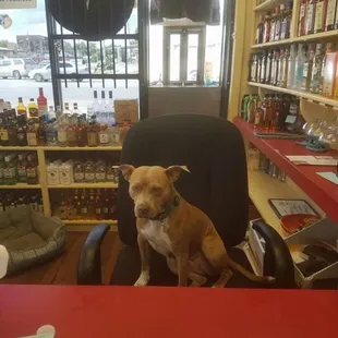 This is Momma she is Kathy's rescue dog and works at the store everyday with Kathy