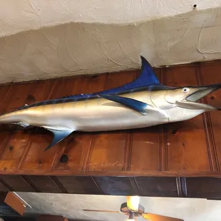 Wall mounted swordfish!