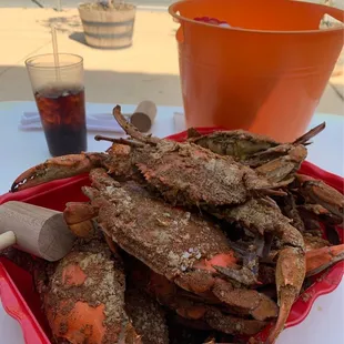 Chesapeake Blue Crab