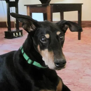 Guinness - age 15 yrs