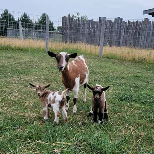 Meet our adorable baby goats!