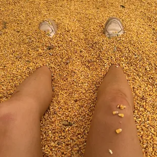Corn pit