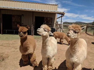 Hollywick Farms Alpacas