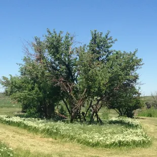 Sole survivors of the Apple Orchard from the Schweiger's