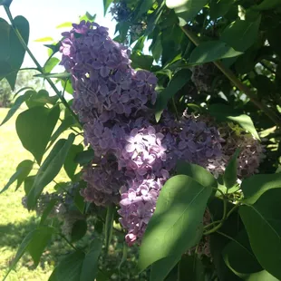 Lilac bush