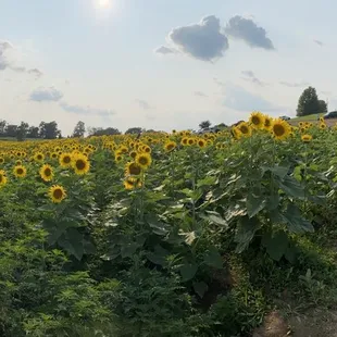 Sunflowers