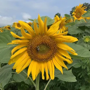 Sunflower