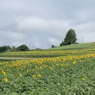 Sunflower fields