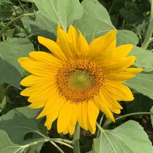 Sunflower