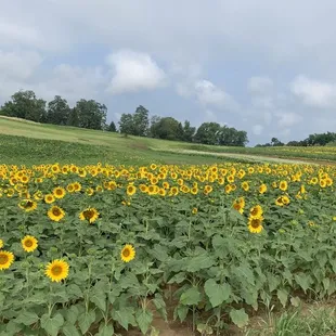 Sunflower fields