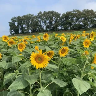 Sunflower fields