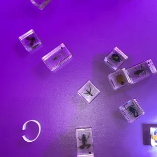 Insects and microscope station