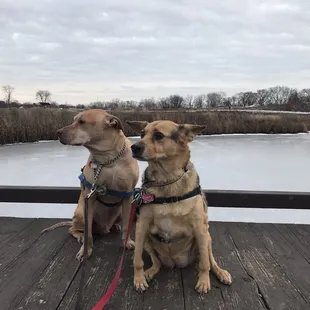 Boardwalks provide closeup wetland views...
