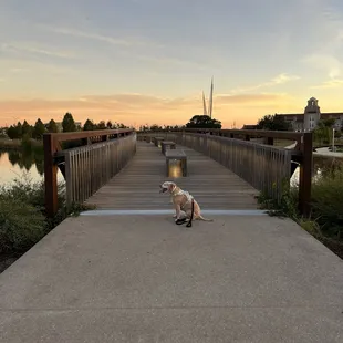 Dog friendly park!