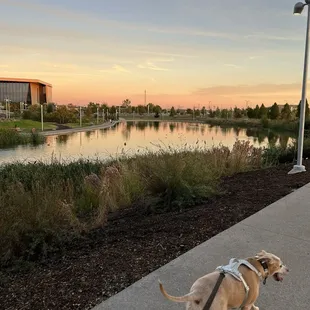 Pretty views of the lake &amp; sunset