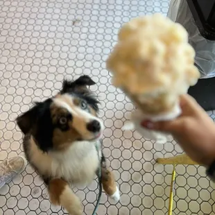 a dog eating an ice cream cone