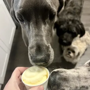 All the kids trying to claim the first cup