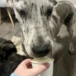 My "sister" visiting and chowing down on her pup cup