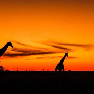 Giraffes of Serengeti