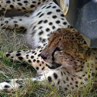 White Leopard