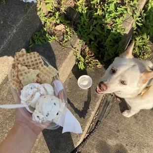a dog eating ice cream
