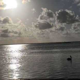 a lone bird in the water